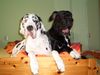 Deutsche Dogge Foto: Enshie u. Duke vom schwarzen Born (ID 30614) Deutsche Dogge Hund