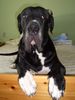 Deutsche Dogge Foto: King Duke vom schwarzen Born (ID 30607) Deutsche Dogge Hund