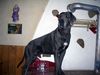 Deutsche Dogge Foto: Welpenpapa SAM (ID 41266) Deutsche Dogge Hund