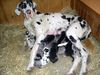 Deutsche Dogge Foto: Welpennachwuchs 08 (ID 41265) Deutsche Dogge Hund