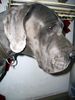 Deutsche Dogge Foto: Sam der Große! (ID 41326) Deutsche Dogge Hund