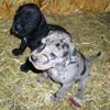 Deutsche Dogge Foto: Zwei unserer neun Kleinen! (ID 41530) Deutsche Dogge Hund