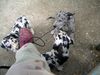 Deutsche Dogge Foto: Schuhbandspiel! (ID 41732) Deutsche Dogge Hund