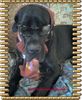 Deutsche Dogge Foto: Unser großer Junge Carlo (ID 43674) Deutsche Dogge Hund