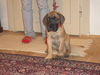 Deutsche Dogge Foto: Ein süsser Doggenwelpe von 6 Wochen (ID 36503) Deutsche Dogge Hund