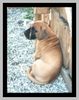 Deutsche Dogge Foto: Cayla 6 Wochen alt (ID 10040) Deutsche Dogge Hund