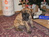 Deutsche Dogge Foto: Ich bin ein Weihnachtsgeschenk (ID 36504) Deutsche Dogge Hund