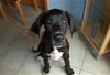 Deutsche Dogge Foto: Noch sehe ich ein bisschen aus wie der Hund von lycos.de... (ID 3787) Deutsche Dogge Hund