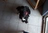 Deutsche Dogge Foto: Komm wieder runter vom Stuhl... ich tu Dir wirklich nix (ID 3788) Deutsche Dogge Hund