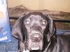 Deutsche Dogge Foto: Chester... unser (ID 3782) Deutsche Dogge Hund
