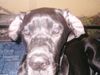 Deutsche Dogge Foto: Erstmal die Lauscher umklappen... (ID 3783) Deutsche Dogge Hund