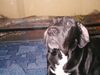 Deutsche Dogge Foto: Ich hab die Pizza nicht vom Teller geklaut... echt nicht!!! (ID 3784) Deutsche Dogge Hund