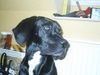 Deutsche Dogge Foto: PÜH!!! *schmoll* (ID 3785) Deutsche Dogge Hund
