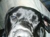 Deutsche Dogge Foto: Hey Mädels!!! Alles klar??? *zwinker* (ID 3786) Deutsche Dogge Hund