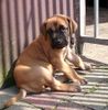 Deutsche Dogge Foto: Desperado vom Giardino Tedesco (ID 12875) Deutsche Dogge Hund