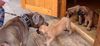 Deutsche Dogge Foto: Desperado und Odin (ID 12874) Deutsche Dogge Hund