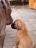 Deutsche Dogge Foto: Desperado ind Odin (ID 12873) Deutsche Dogge Hund