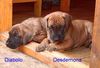 Deutsche Dogge Foto: Desdemona und Diabolo (ID 12872) Deutsche Dogge Hund