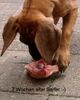 Deutsche Dogge Foto: Mein erster Hähnchenschenkel (ID 13149) Deutsche Dogge Hund