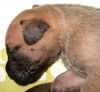 Deutsche Dogge Foto: Desperado vom Giardino Tedesco, 11 Tage alt (ID 11889) Deutsche Dogge Hund