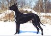 Deutsche Dogge Foto: Bardotka Saxifraga (ID 13595) Deutsche Dogge Hund