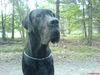 Deutsche Dogge Foto: So schön der Junge! Er wurde leider nur 1Jahr und 16Tage. +23.09.2006! Wir vermissen ihn SEHR!!!! (ID 35839) Deutsche Dogge Hund