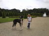 Deutsche Dogge Foto: Ambros und Meggen (ID 42505) Deutsche Dogge Hund