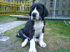 Deutsche Dogge Foto: Ambros vom Menzelsee (6 wochen alt) (ID 39723) Deutsche Dogge Hund