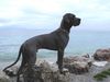 Deutsche Dogge Foto: Otello di Verdi am Gardasee (ID 17550) Deutsche Dogge Hund