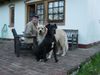 Deutsche Dogge Foto (ID 18718) Deutsche Dogge Hund