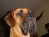 Deutsche Dogge Foto: mein lieber Hughy (ID 4332) Deutsche Dogge Hund