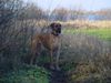 Deutsche Dogge Foto: mein lieber Hughy (ID 4331) Deutsche Dogge Hund