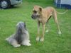 Deutsche Dogge Foto: Leon der mit viel Haar, Jentel die GROßE (ID 14981) Deutsche Dogge Hund