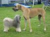 Deutsche Dogge Foto: Leon der mit viel Haar, Jentel die GROßE (ID 14982) Deutsche Dogge Hund
