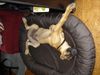 Deutsche Dogge Foto: Relaxen (ID 42441) Deutsche Dogge Hund