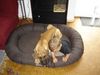 Deutsche Dogge Foto: 1 Herz und 1 Seele (ID 42442) Deutsche Dogge Hund