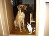 Deutsche Dogge Foto: Warten auf´s Fressen (ID 42928) Deutsche Dogge Hund
