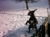 Deutsche Dogge Foto: so lustig wars (Ramon v.Schloss Laupheim) (ID 37619) Deutsche Dogge Hund