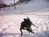 Deutsche Dogge Foto: so lustig wars (Ramon v.Schloss Laupheim) (ID 37620) Deutsche Dogge Hund