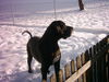 Deutsche Dogge Foto: Ramon vom Schloss Laupheim (ID 37618) Deutsche Dogge Hund