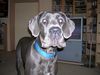 Deutsche Dogge Foto: TOULA (ID 21620) Deutsche Dogge Hund