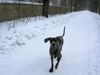 Deutsche Dogge Foto: TOULA beim Laufen (ID 21621) Deutsche Dogge Hund
