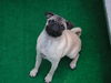 Deutsche Dogge Foto: ****EMILY**** (ID 27189) Deutsche Dogge Hund