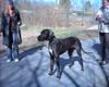 Deutsche Dogge Foto: Unser ganzer Stolz!!! (ID 5659) Deutsche Dogge Hund