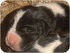 Deutsche Dogge Foto: Xafi Luminisa (ID 8568) Deutsche Dogge Hund