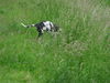 Deutsche Dogge Foto: Pleasure vom Schäferhof (ID 32878) Deutsche Dogge Hund