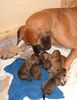 Deutsche Dogge Foto: 2 Tage alt (ID 13965) Deutsche Dogge Hund