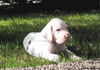 Deutsche Dogge Foto: Eisbär-End of Darkness Vom White Temple (ID 34452) Deutsche Dogge Hund