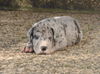 Deutsche Dogge Foto: Emilio Vom White Temple (ID 34702) Deutsche Dogge Hund