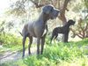 Deutsche Dogge Foto: Hypnose (ID 42273) Deutsche Dogge Hund